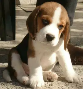 DIJUAL ANAK ANJING BEAGLE