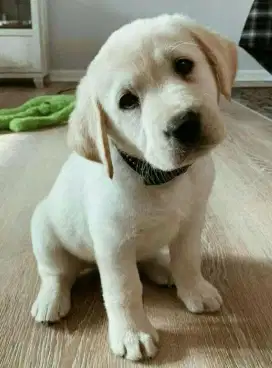 DIJUAL ANAK ANJIING LABRADOR RETRIEVER