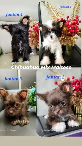 Anjing cihuahua mix maltese