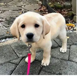 DIJUAL ANAK ANJING LABRADOR RETRIEVER