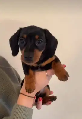 DIJUAL ANAK ANJING TEKEL/DACHSHUND
