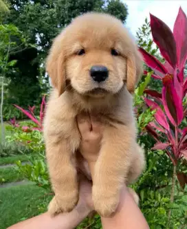 DIJUAL ANAK ANJING GOLDEN RETRIEVER