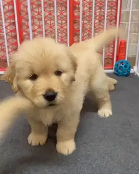 DIJUAL ANAK ANJING GOLDEN RETRIEVER