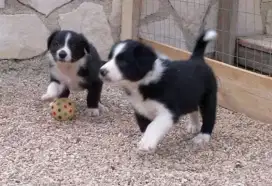 DIJUAL ANAK ANJING BORDER COLLIE