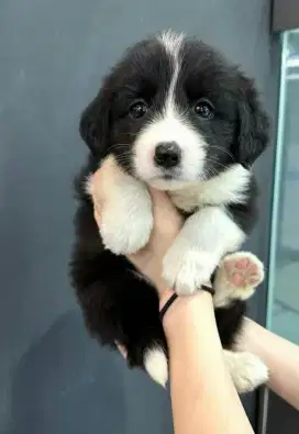 DIJUAL ANAK ANJING BORDER COLLIE
