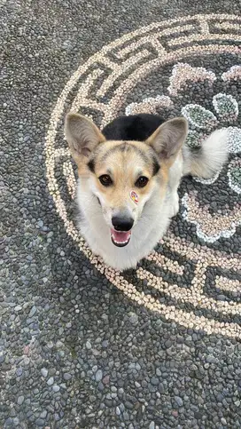 Pembroke Welsh Corgi