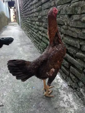 Ayam biang koytrad body big