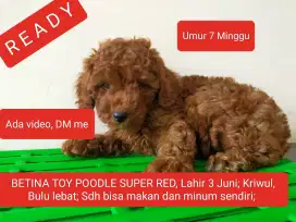 READY BETINA TOY POODLE SUPER RED