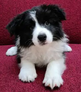 DIJUAL ANAK ANJING BORDER COLLIE