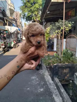 Toy poodle jantan