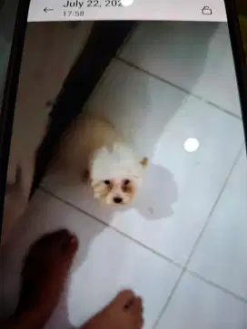 Poodle party TINY cebol