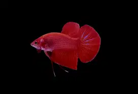 ikan cupang giant super red