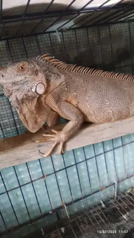 Jual iguana super red