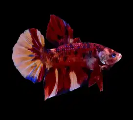 ikan cupang giant jumbo bo 6 cm