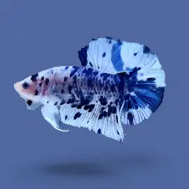 ikan cupang giant dot dot