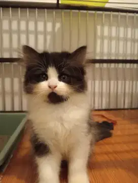 Kitten Persia betina  2 bulan nego
