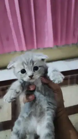 Kitten BSH mix Scottish Fold Male (Bicolor Marble, Triple Fold)