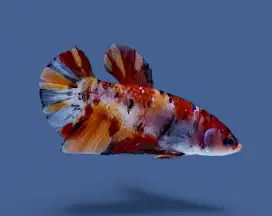 ikan cupang giant nemo betina