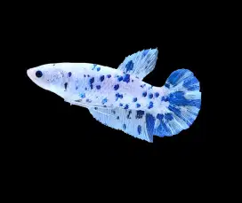 ikan cupang betina giant dot dot