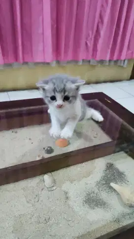 Kitten BSH mix Scottish Fold Female (Calico, Double Fold)
