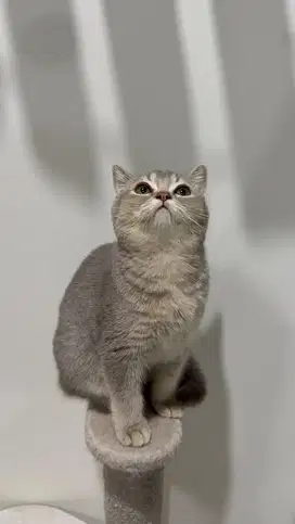 Open adopt kucing british shorthair