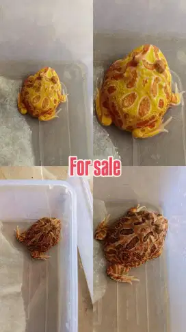 Pacman Albino 2 pcs