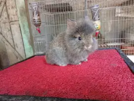 Kelinci lion head singa mini
