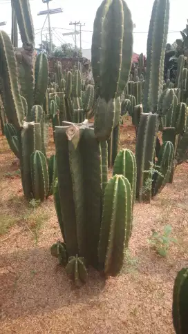 Pohon hias kaktus koboi