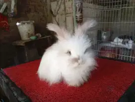 Kelinci bulu panjang