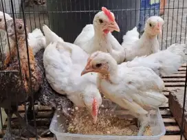 Anak Ayam ketawa borongan