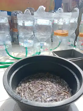 Jual Bibit Ikan lele konsumsi 5 - 6 cm