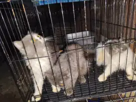 Kucing persia satuan