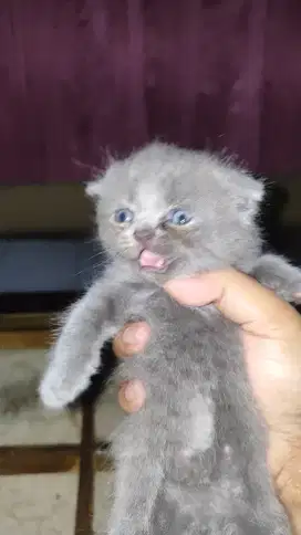 Kitten BSH mix Scottish Fold Male (Solid, Double Fold)
