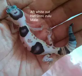 Leopard gecko murah