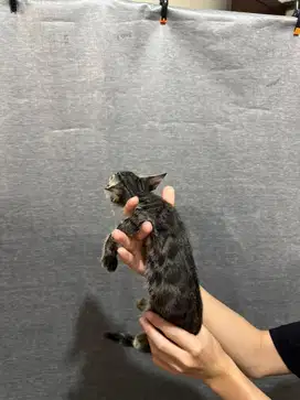 anak kucing b3ngal murmer