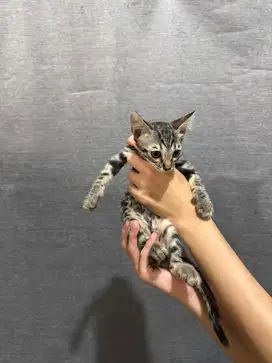 anak kucing b3ngal coklat