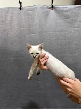 anak kucing siam siamese bukan himalaya