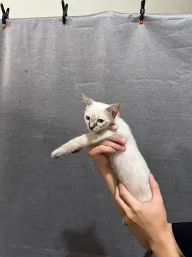 anak kucing siam siamese bukan himalaya