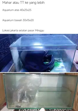 Jual aquarium ikan