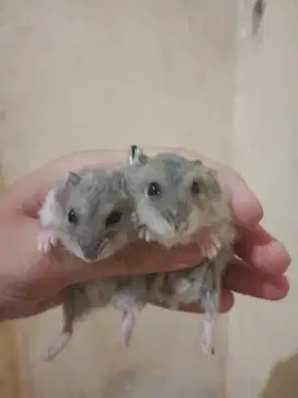 BABY HAMSTERR LUCU - WHITE WINTER