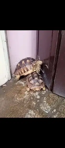 Kura kura sulcata