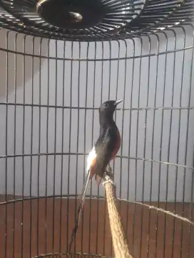 Burung muray Prestasi