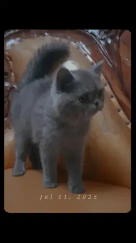 Lepas adop kucing flatnose