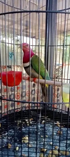 Burung antik mantap