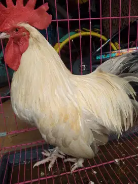 Jual ayam Kate 3 ekor