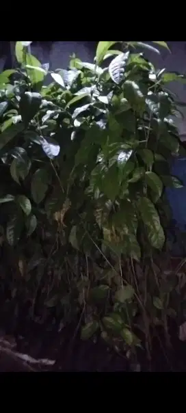 Bibit pohon kayu Rasamala