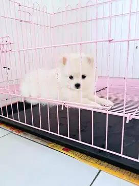 Anak anjing Minipom
