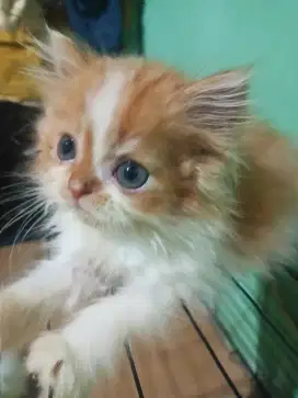 Kucing Persia flatnose