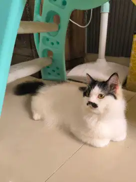 Kucing Persia betina