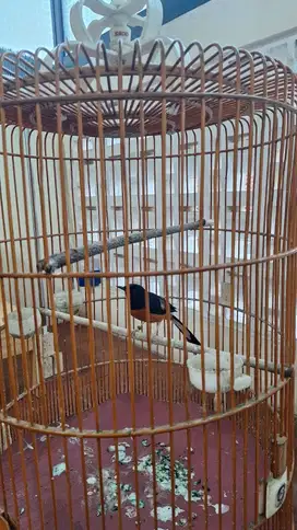 Dijual burung murai dan sangkar burung merek ebod